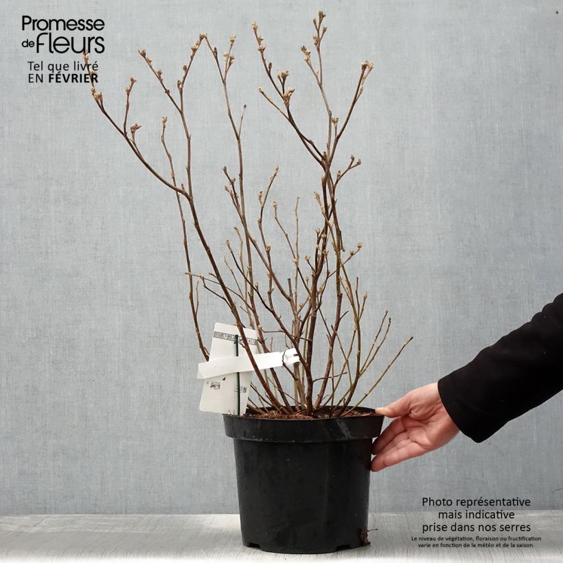 Example of Federbuschstrauch - Fothergilla major Topf mit 7,5L/10L as you get in hiver