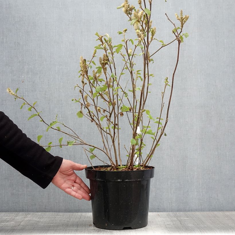 Exemplar von Federbuschstrauch - Fothergilla major Topf mit 7,5L/10L wie im Frühjahr geliefert