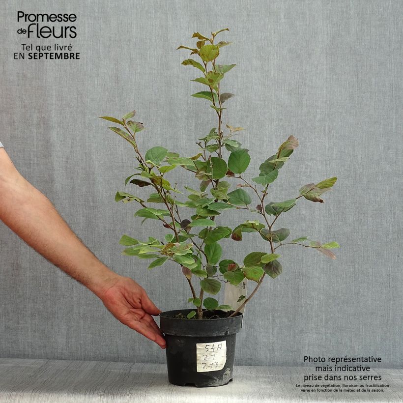 Example of Federbuschstrauch - Fothergilla major Topf mit 3L/4L as you get in ete