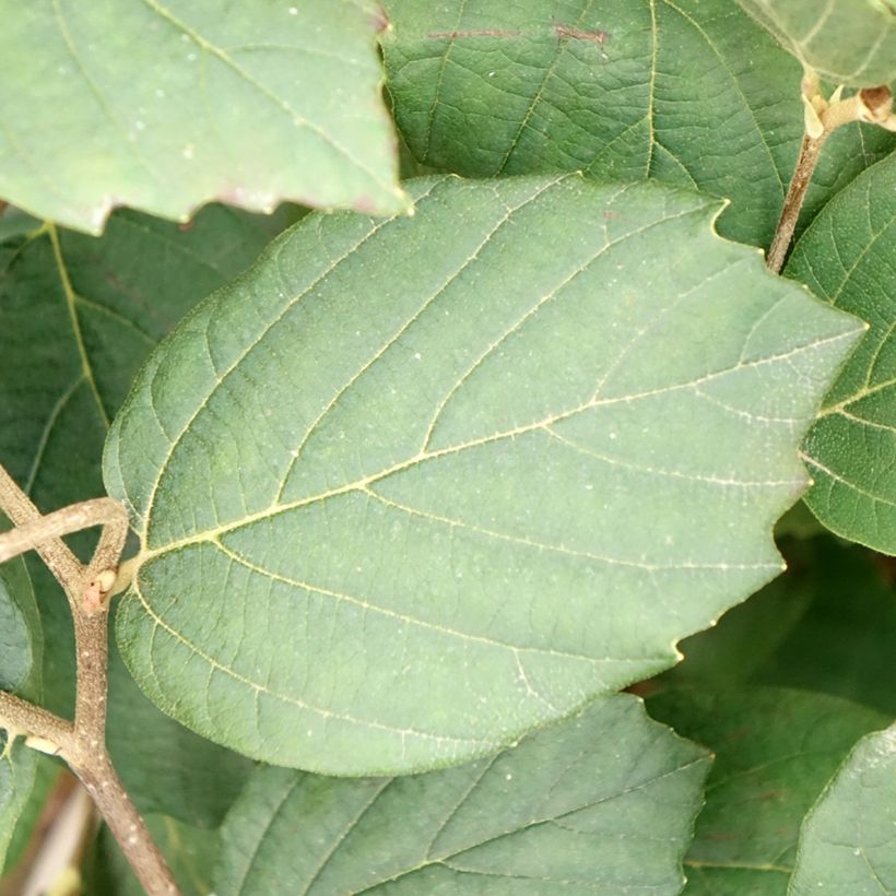 Federbuschstrauch Mount Airy - Fothergilla x intermedia (Laub)