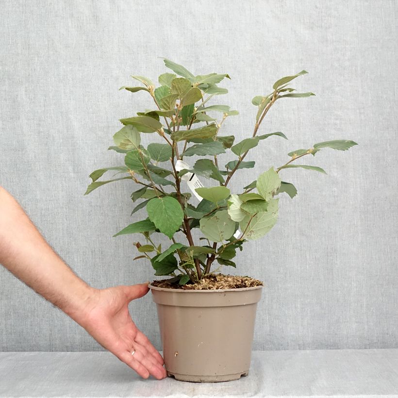 Exemplar von Federbuschstrauch Mount Airy - Fothergilla x intermedia Topf mit 4L/5L wie im Sommer geliefert