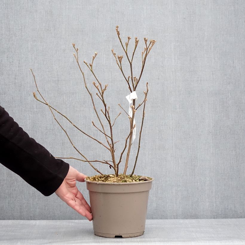 Example of Federbuschstrauch Mount Airy - Fothergilla x intermedia Topf mit 4L/5L as you get in hiver
