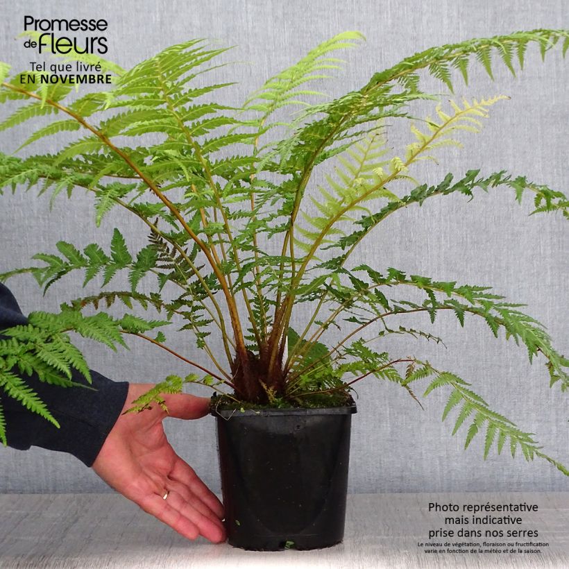 Example of Dicksonia antarctica - Australischer Baumfarn Topf mit 2L/3L as you get in automne