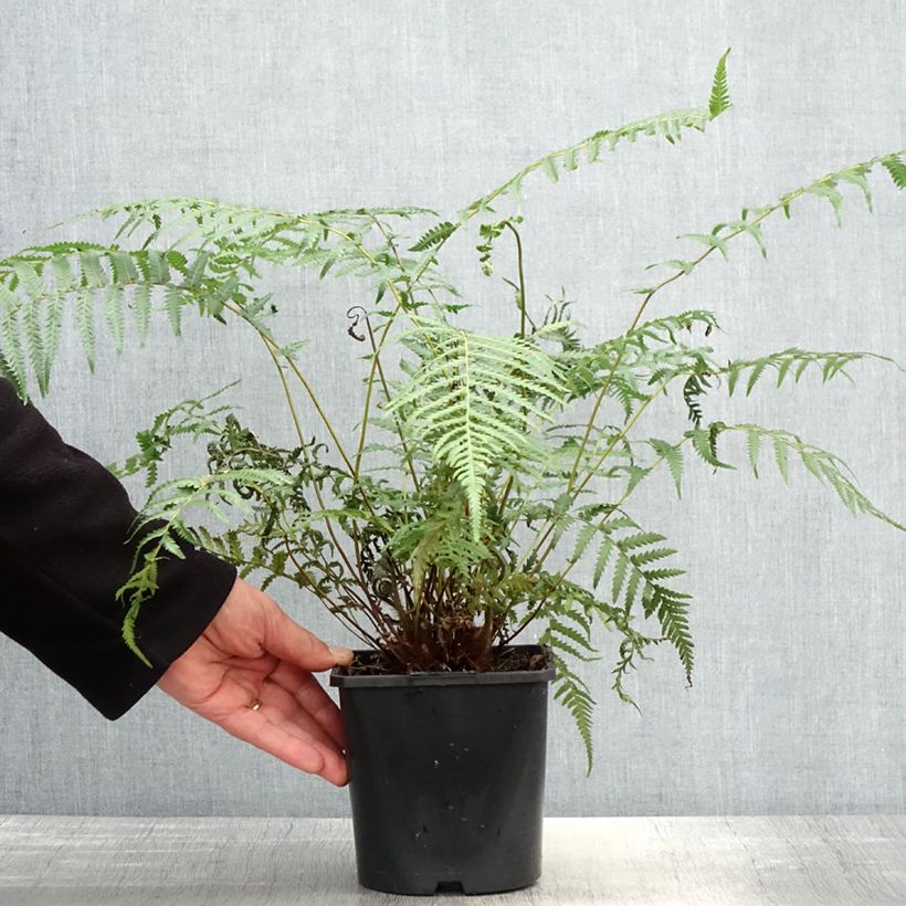 Exemplar von Dicksonia antarctica - Australischer Baumfarn Topf mit 2L/3L wie im Frühjahr geliefert