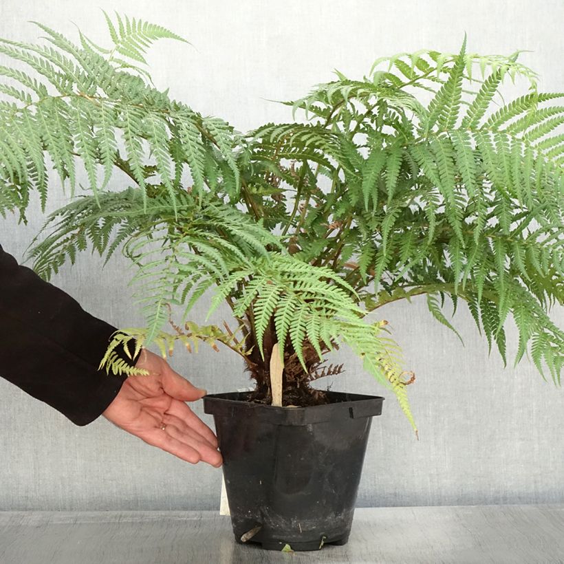 Example of Dicksonia fibrosa - Goldener Baumfarn Topf mit 3L/4L as you get in automne