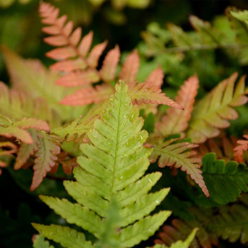 Dryopteris erythrosora - Wurmfarn (Foliage)