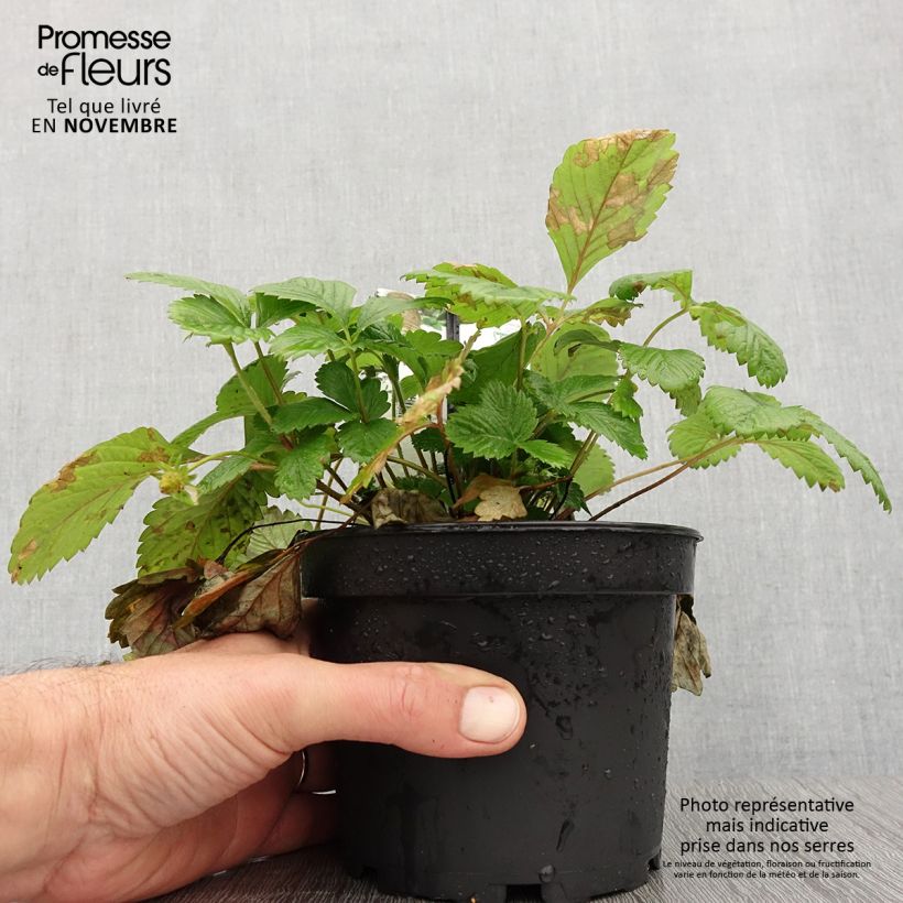 Example of Fragaria alpina Yellow Wonder - Bergerdbeere Topf mit 1,5L/2L as you get in automne