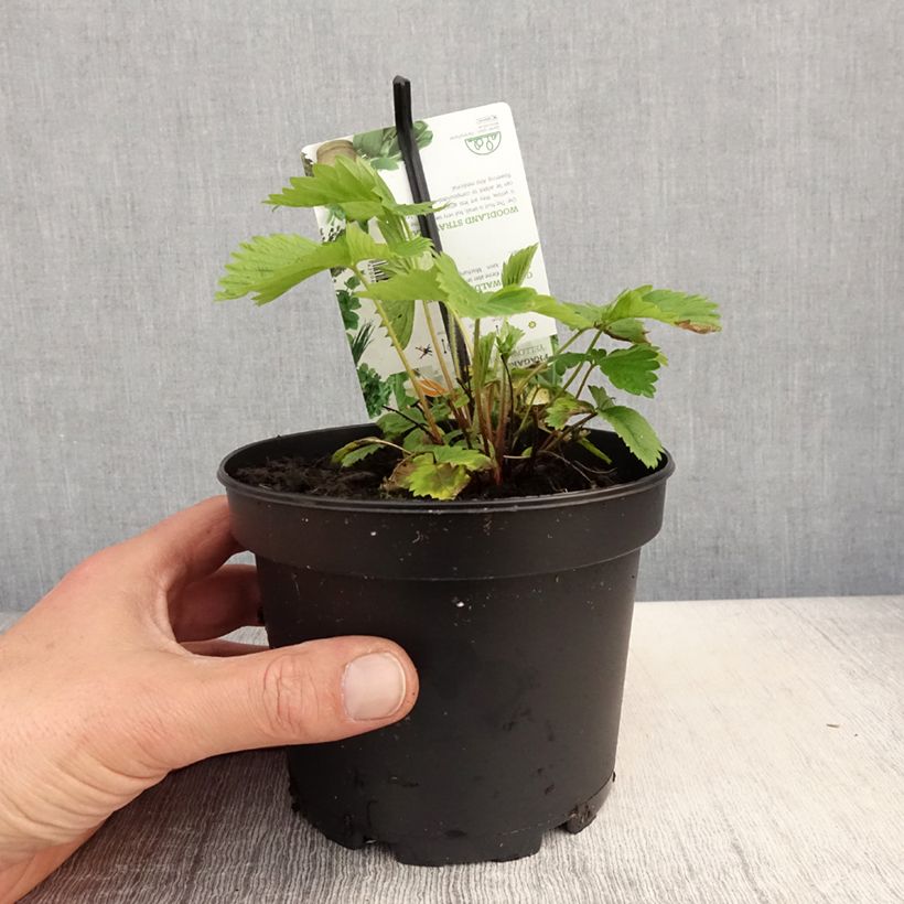 Exemplar von Fragaria alpina Yellow Wonder - Bergerdbeere Topf mit 1,5L/2L wie im Frühjahr geliefert