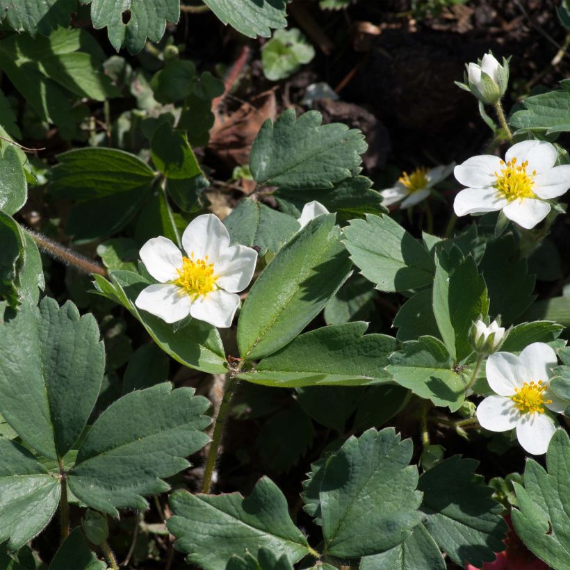 Fragaria chiloensis - Chile-Erdbeere (Flowering)