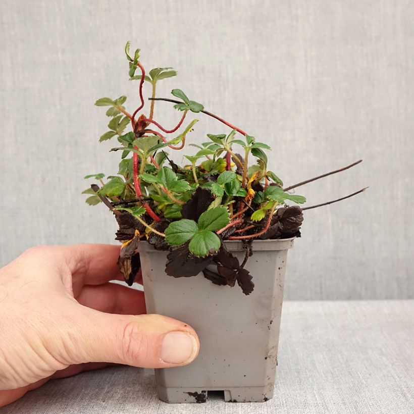 Exemplar von Fragaria chiloensis - Chile-Erdbeere Kleine Töpfe von 8/9 cm wie im Herbst geliefert
