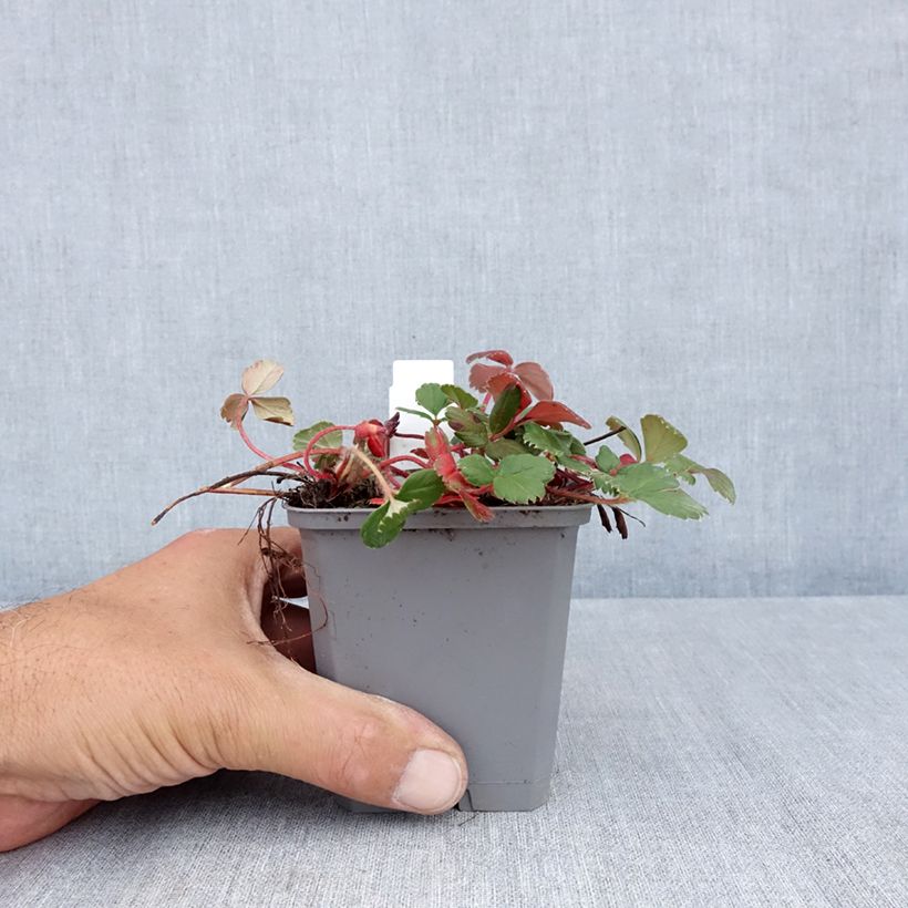 Example of Fragaria chiloensis - Chile-Erdbeere Kleine Töpfe von 8/9 cm as you get in ete