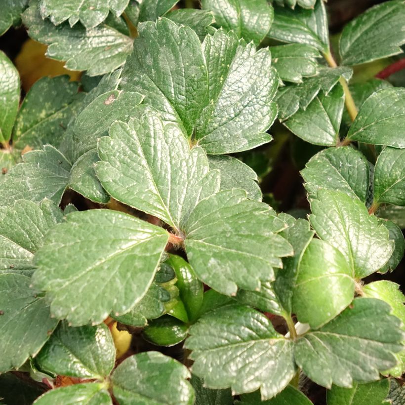 Fragaria chiloensis - Chile-Erdbeere (Foliage)