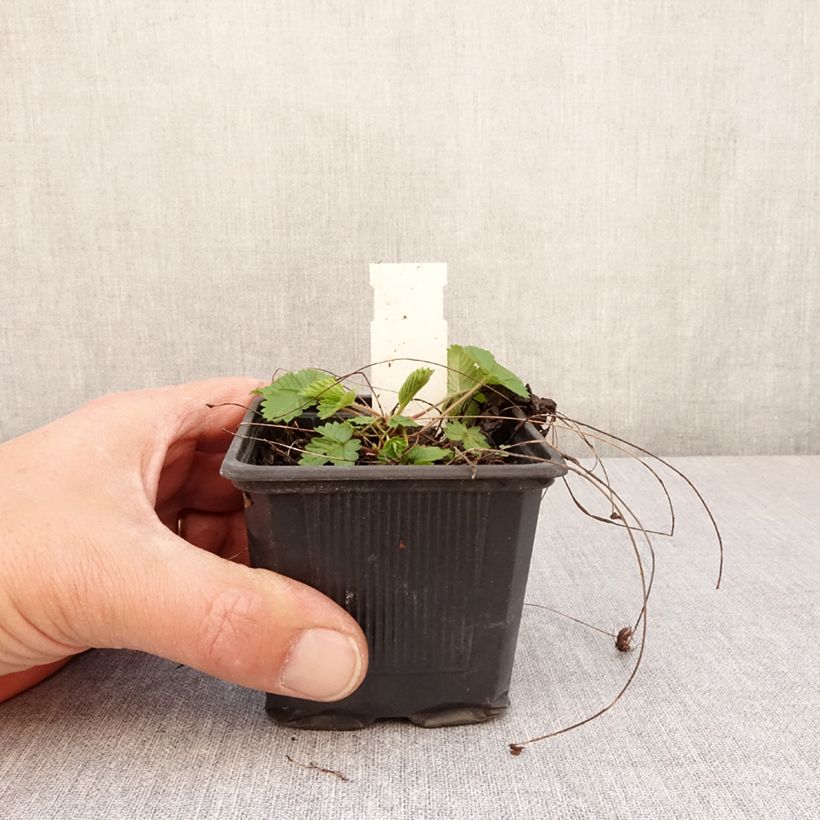 Exemplar von Erdbeer Rügen Kleine Töpfe von 8/9 cm wie im Frühjahr geliefert