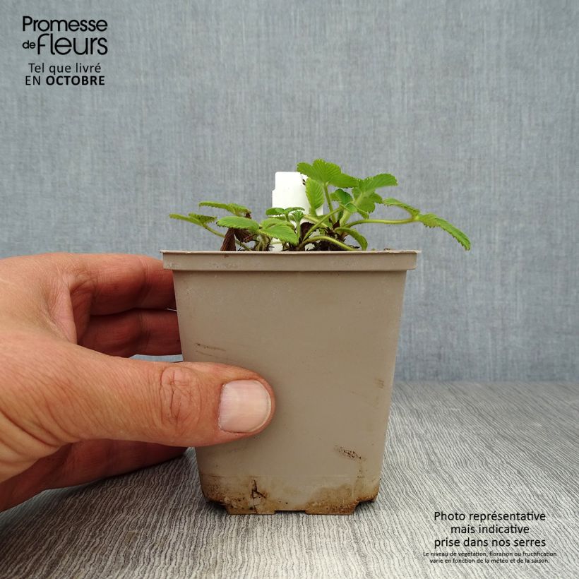 Example of Fragaria nubicola Mont Omei - Himalaya-Erdbeere Kleine Töpfe von 8/9 cm as you get in automne