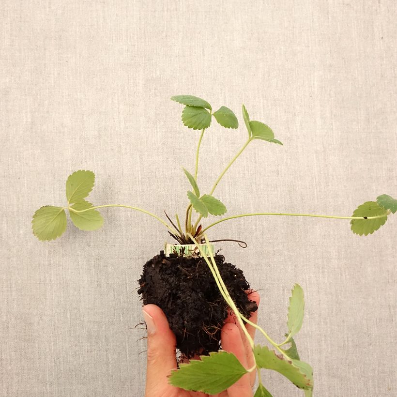 Exemplar von Erdbeere Anaïs Bio Plug 5 cm x 7 cm wie im Herbst geliefert