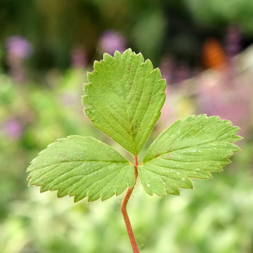 Erdbeere Anaïs (Foliage)