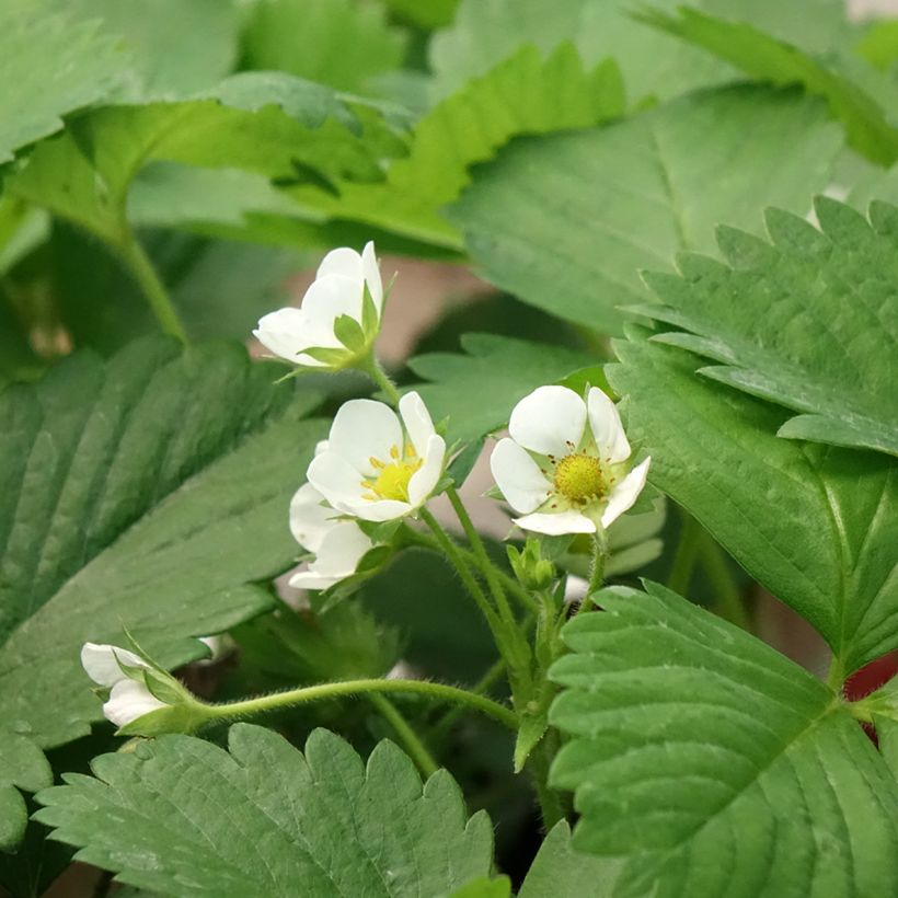 Erdbeere Anaïs (Flowering)