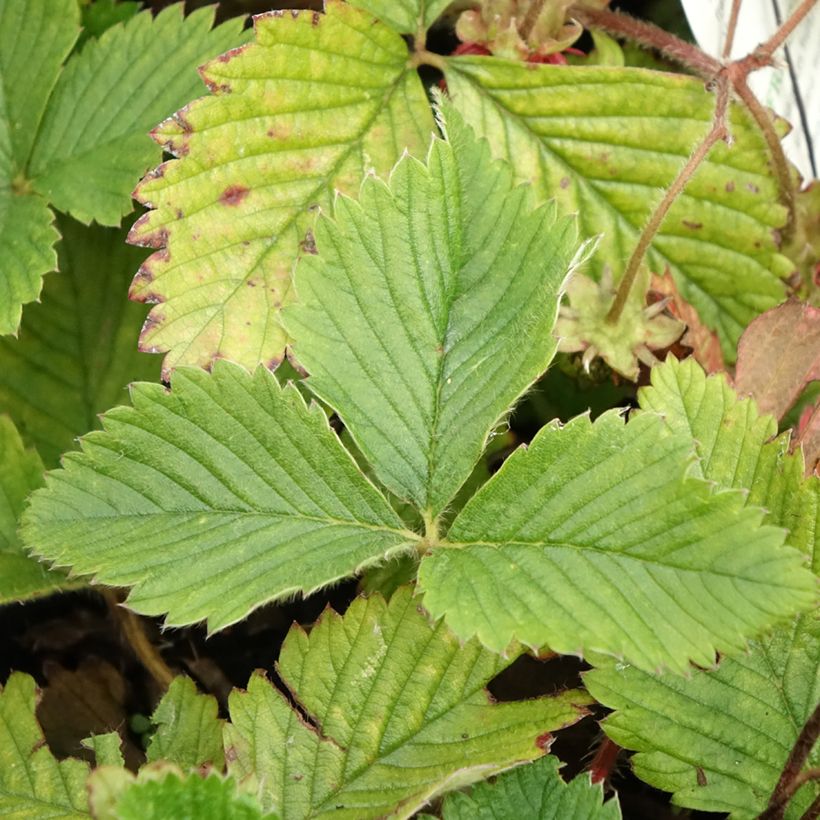 Moschus-Erdbeere (Foliage)
