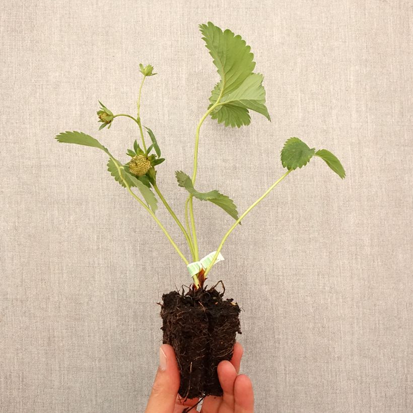 Exemplar von Erdbeere Charlotte Bio Plug 5 cm x 7 cm wie im Herbst geliefert