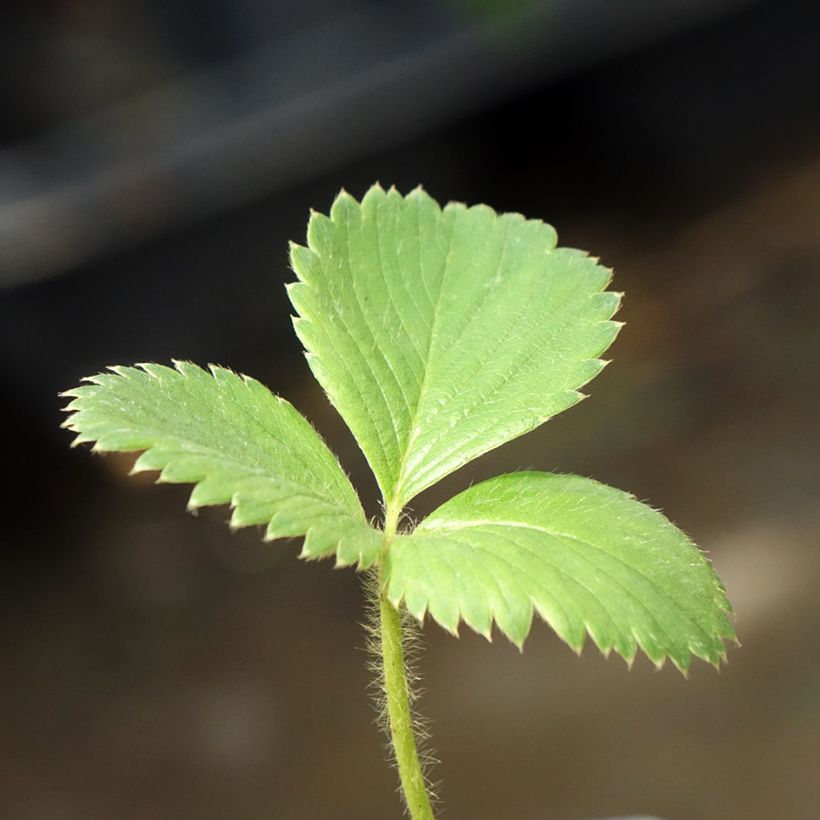 Erdbeere Charlotte (Foliage)