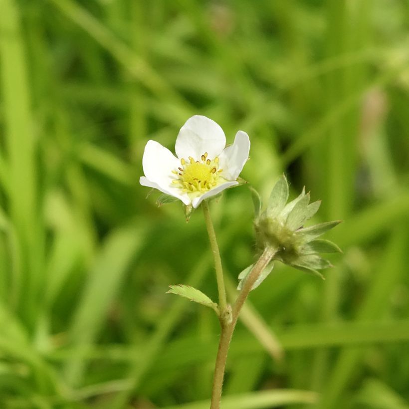 Erdbeere Charlotte (Flowering)