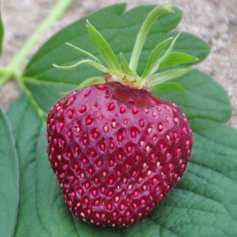 Erdbeere Cherry Berry (Harvest)
