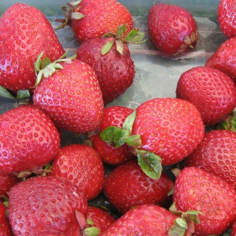 Erdbeere Cijosée Bio (Harvest)