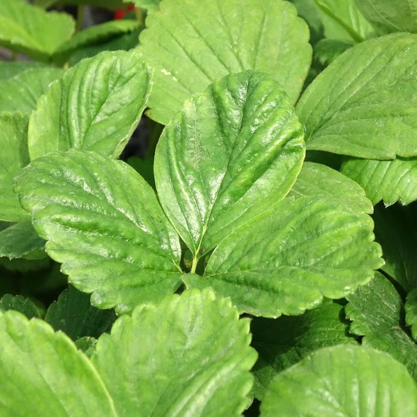 Erdbeere Cijosée (Foliage)