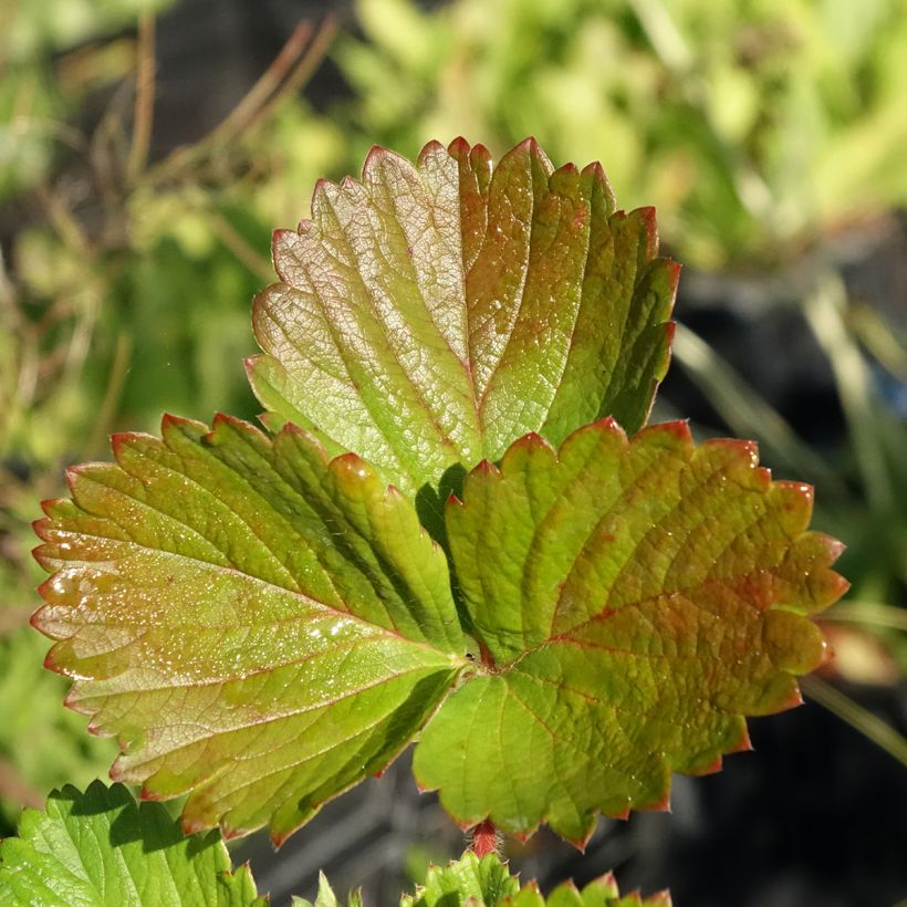 Erdbeere Cirano (Foliage)