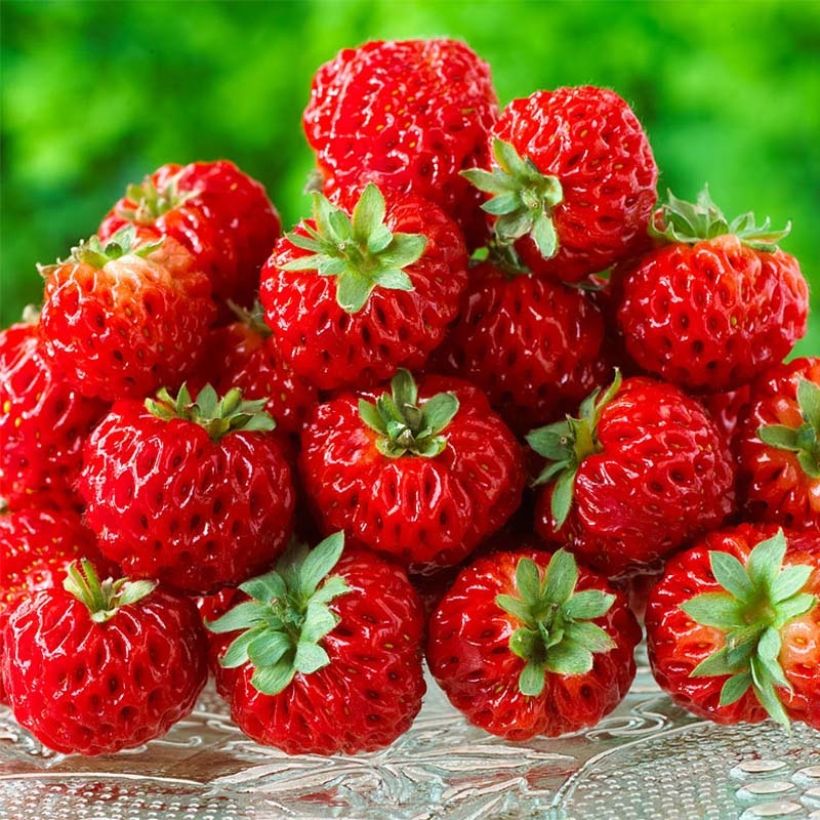 Erdbeere Framberry (Harvest)