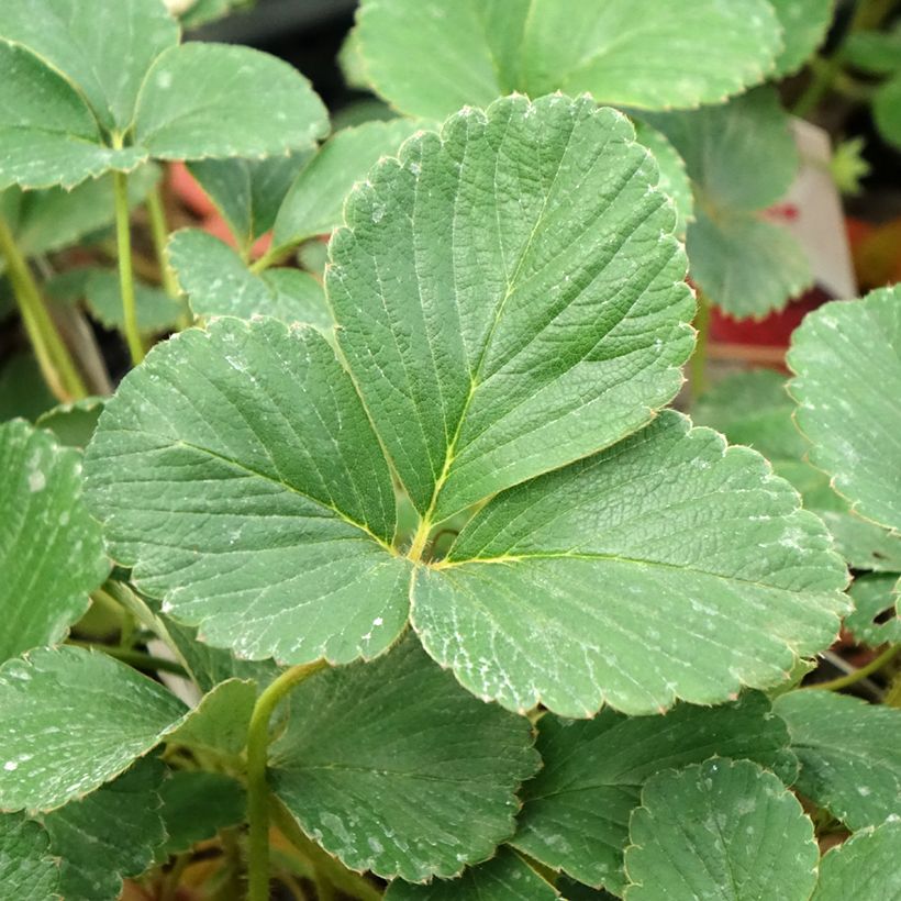 Erdbeere Framberry (Foliage)