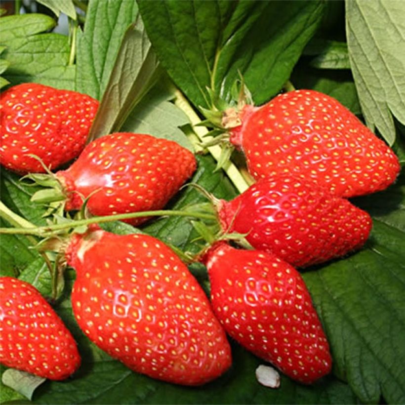 Erdbeere Gariguette Bio (Harvest)