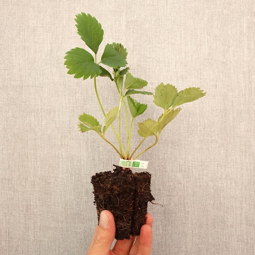 Exemplar von Erdbeere Gariguette Bio Plug 5 cm x 7 cm wie im Herbst geliefert