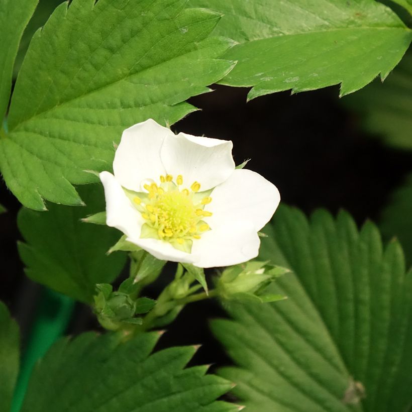 Erdbeere Gariguette (Flowering)