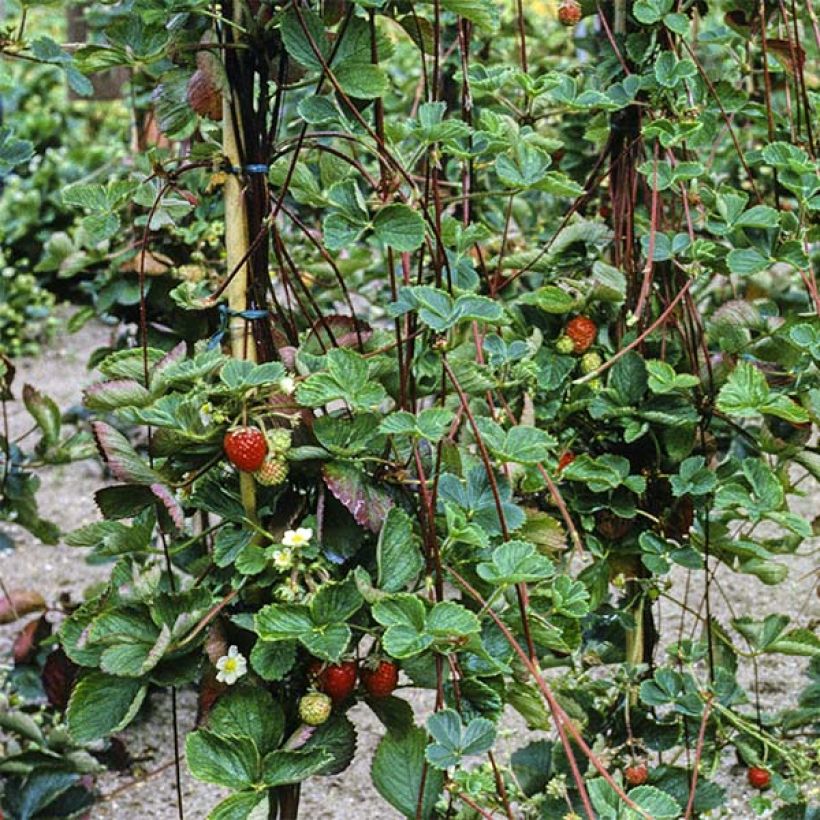 Erdbeere Mount Everest (Foliage)