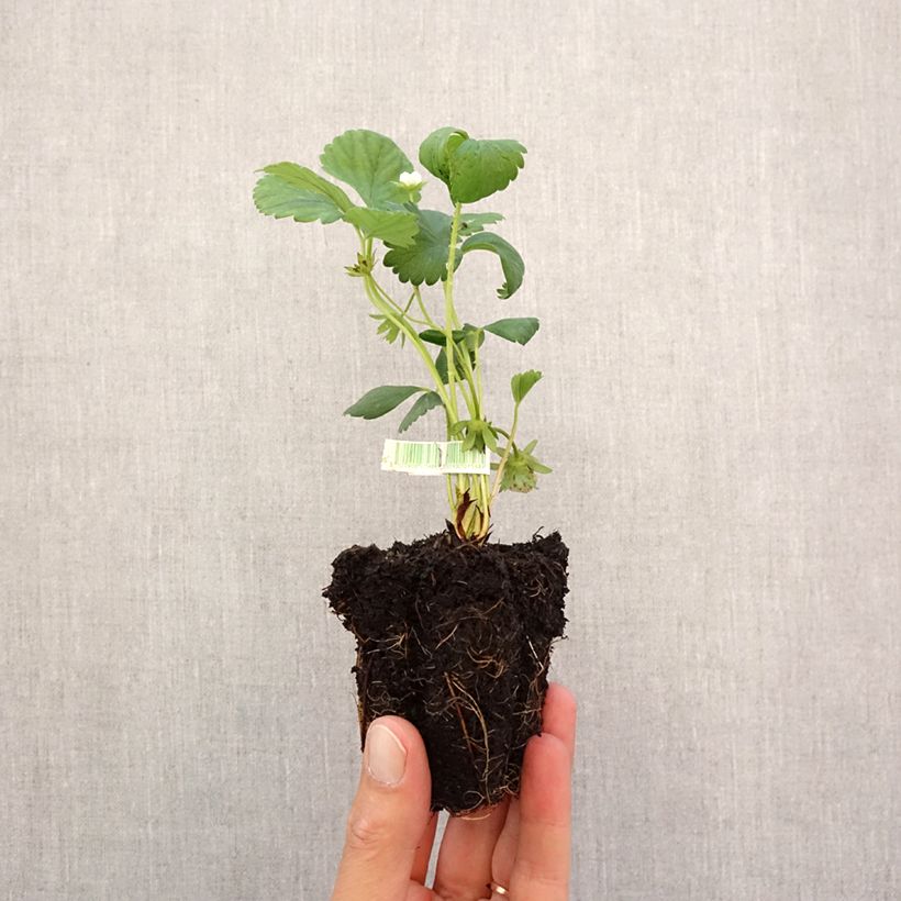 Exemplar von Erdbeer Mara des Bois Bio Plug 5 cm x 7 cm wie im Herbst geliefert