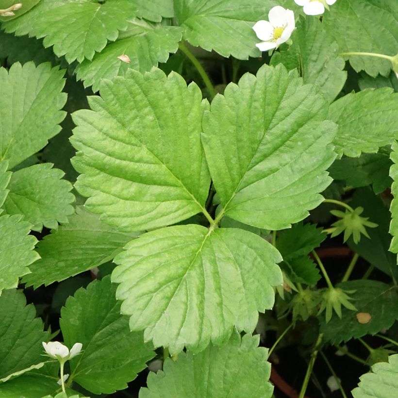 Erdbeer Mara des Bois (Foliage)