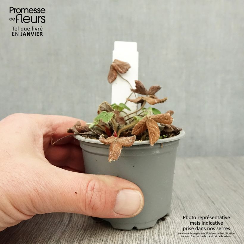 Exemplar von Erdbeere Ostara Kleine Töpfe von 7/8 cm wie im Winter geliefert