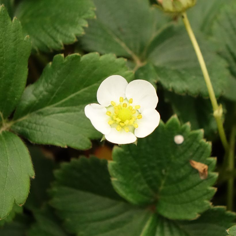 Erdbeere Temptation (Blüte)