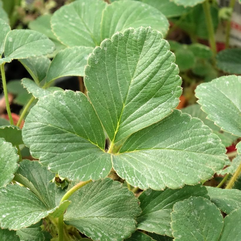 Erdbeere White Pineberry (Foliage)