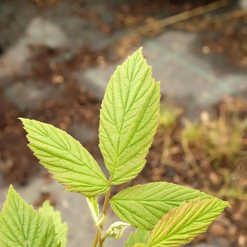 Himbeere Autumn Amber (Foliage)