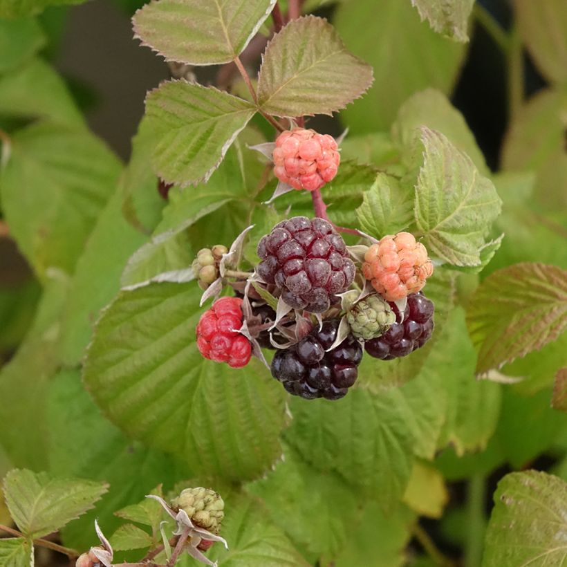 Himbeere Autumn Passion (Harvest)