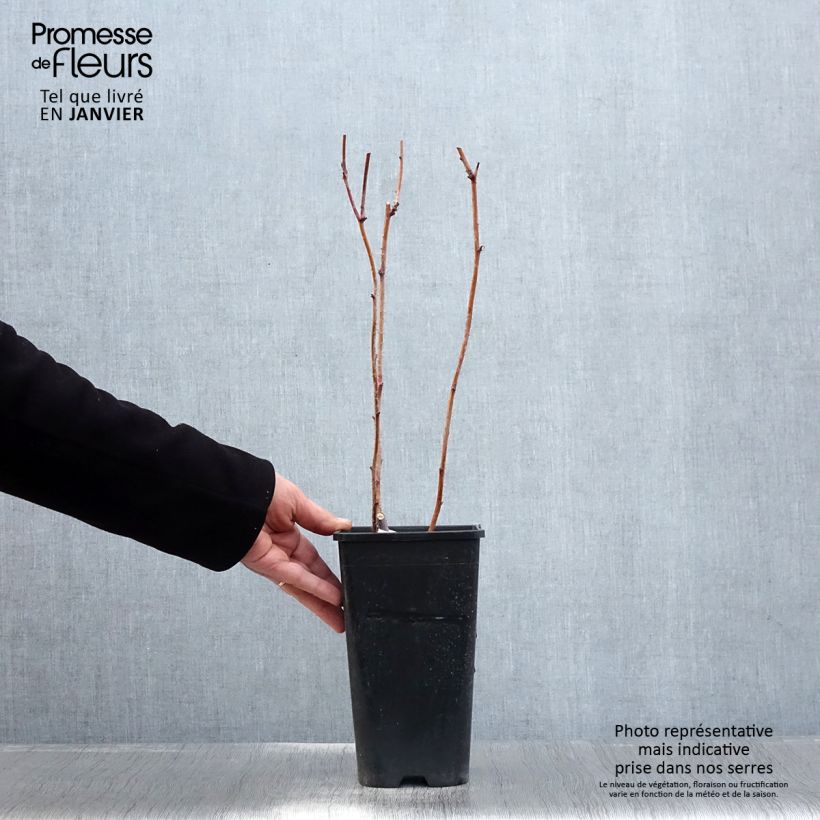 Exemplar von Himbeere Autumn Passion Topf mit 2L/3L, Strauch/Busch, mehrstämmig wie im Winter geliefert