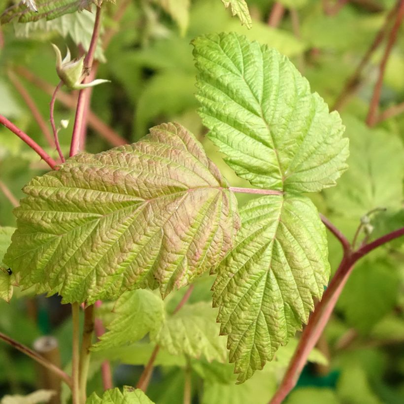 Himbeere Belle de Malicorne delgrosse (Foliage)