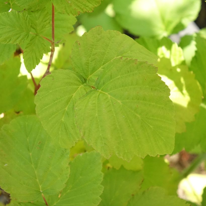 Schwarze Himbeere Black Jewel Bio - Rubus occidentalis (Foliage)