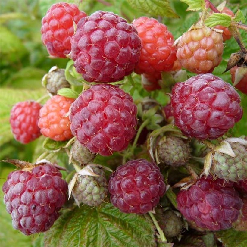 Himbeere Blissy (Harvest)