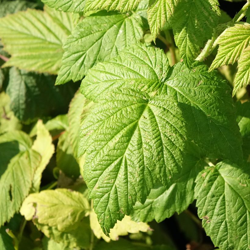 Himbeere Blissy Bio (Foliage)