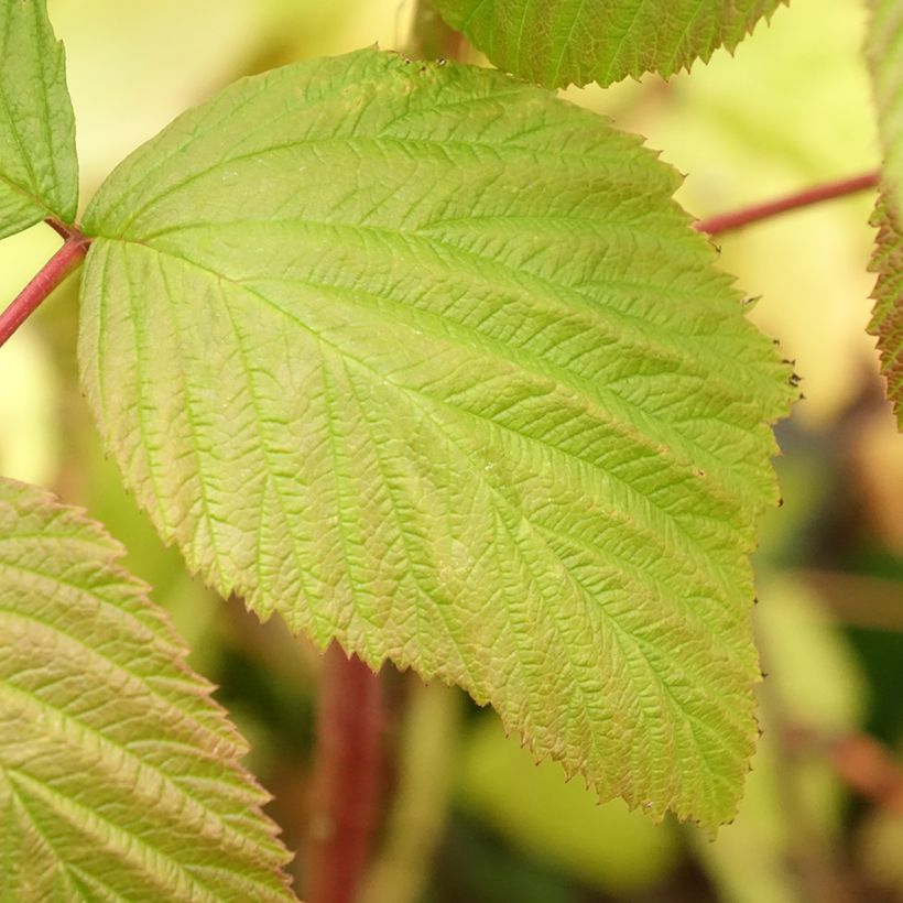 Himbeere Blissy (Foliage)