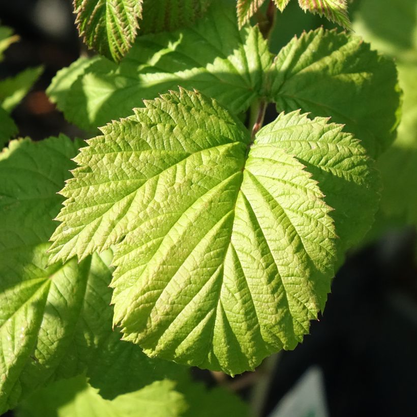 Himbeere Glen Ample Bio (Foliage)