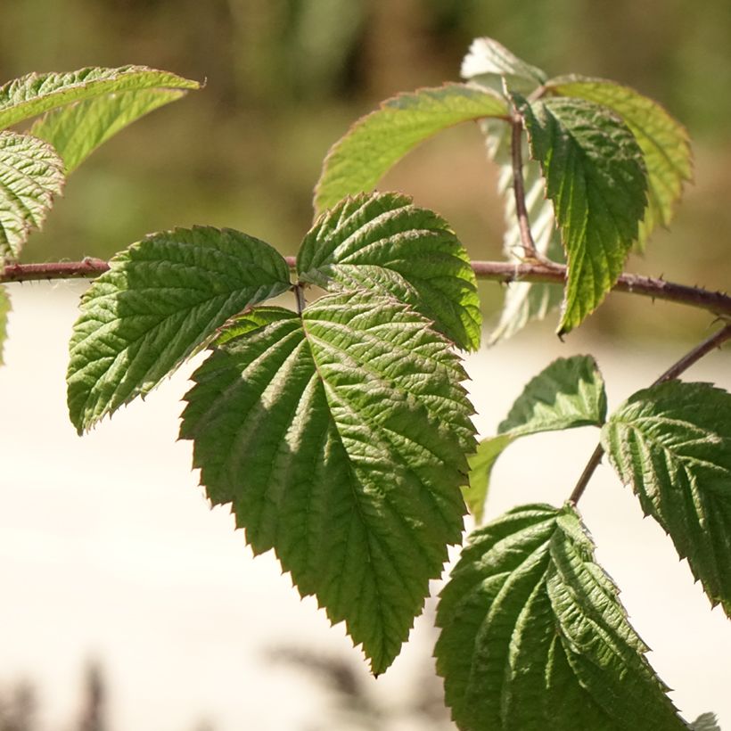 Himbeere Glen Ample (Foliage)